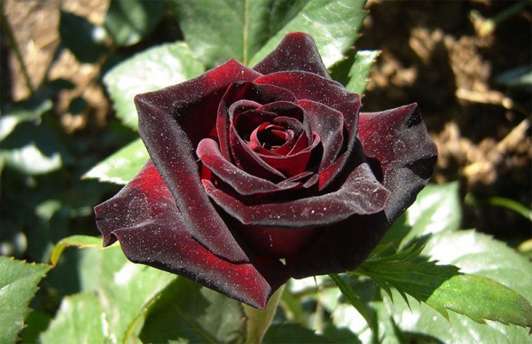 Чайно-гибридная роза Блэк Баккара дарит торжество насыщенных бордовых тонов